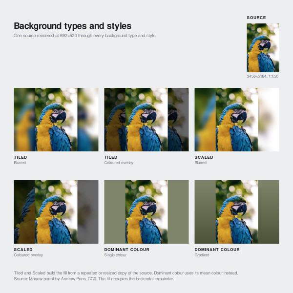 Six background fill types compared on a portrait photograph of a macaw.