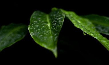 leaves